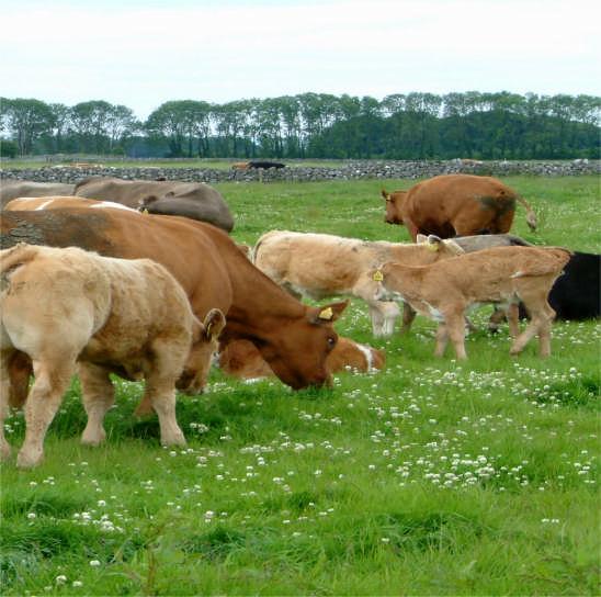 Measure 1/6: extended grazing season Lower quantity of slurry stored Lower