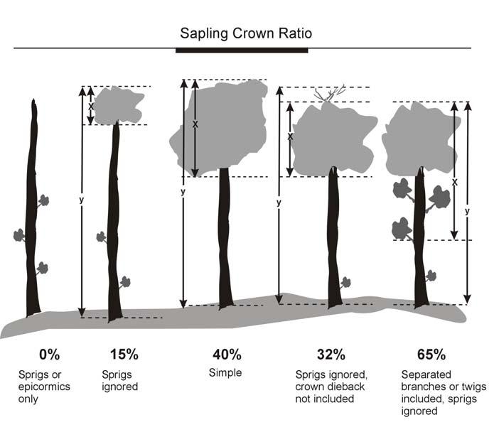 apply in this case. Do not include sprigs or leaves on the main stem below the lowest live twig (Figure 38). Figure 38. Sapling ratio determination examples.