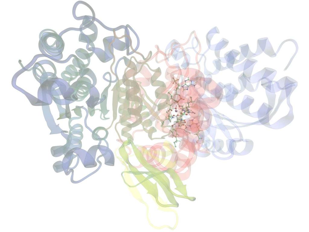 1. Establish the enzymatic catalytic mechanism MJ Ramos Regulation of tumorogenesis NADP+ reduction by the