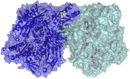 inactive Inhibition Mo Inhibitor Mo X-ray structure Nat Chem Biol,