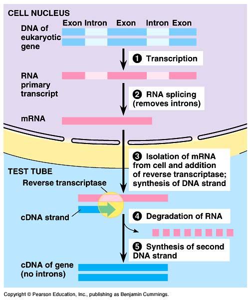 cdna libraries! Collection of only the coding sequences of expressed genes " extract mrna from cells " reverse transcriptase! RNA! DNA! from retroviruses " clone into plasmid!