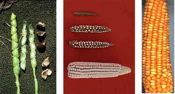 Evolution & breeding of food plants Evolution in morphology of Zea mays from ancestral teosinte