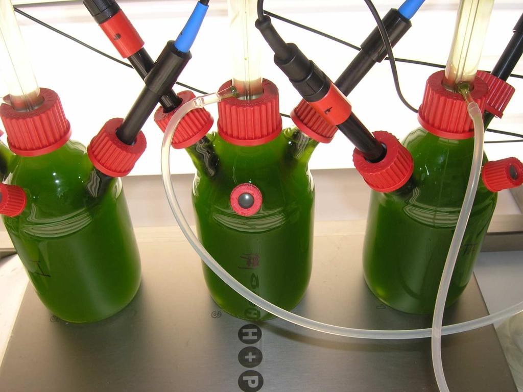 Photosynthetic H 2 production in green algae Small scale Experimental set-up: Measurement of gas purity via GC