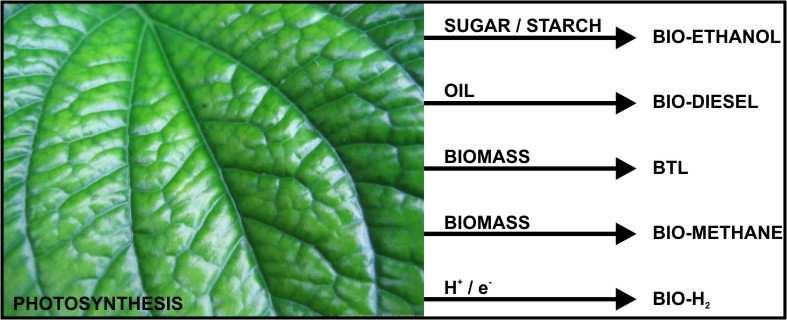 BIO-FUEL PRODUCTION: PHOTOSYNTHESIS IS CENTRAL 1. DRIVES FIRST STEP IN THE CONVERSION OF LIGHT TO CHEMICAL ENERGY 2.