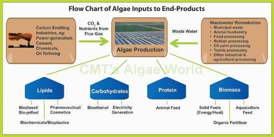 Algae Biotechnology Biohydrogen Agrichar
