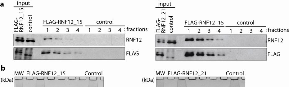 doi:10.1038/nature11070 Supplementary Figure 1 Purification of FLAG-tagged proteins.