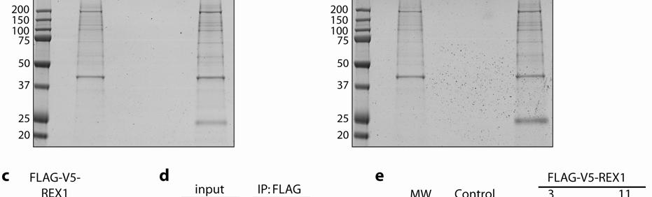 Inputs and elution fractions from the FLAG-RNF12 and control cell lines are shown. b, Proteins from (a) were resolved by SDS-PAGE and stained with Coomassie.