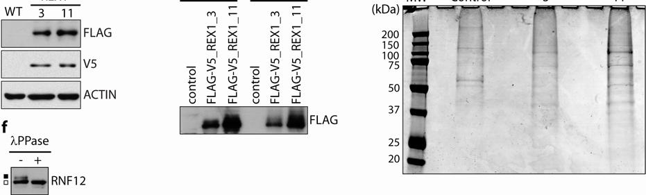d, Purification of FLAG- V5-Rex1 by FLAG-affinity from nuclear extracts of WT and two FLAG-V5-REX1 transgenic ESC lines were immunoblotted with FLAG antibody.