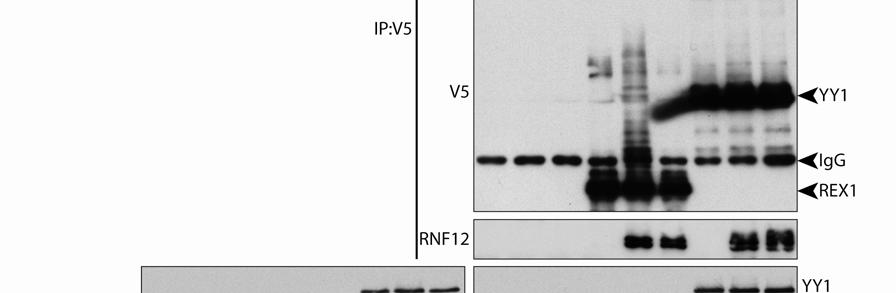 RESEARCH SUPPLEMENTARY INFORMATION Supplementary Figure 10 RNF12 binds but does not ubiquitinate YY1.