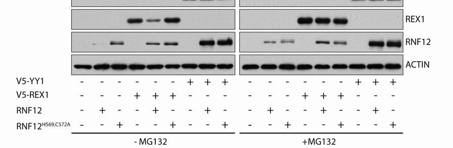 or a catalytically inactive RNF12 mutant. Immunoblots were probed with the indicated antibodies. Right bottom panels show the same transfections, but in the presence of MG132.