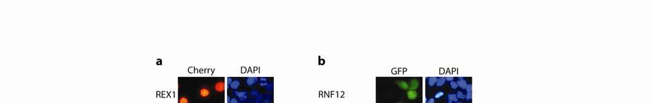 RESEARCH Supplementary Figure 3 Expression analysis of RNF12-GFP and REX1-Cherry in transgenic HEK293 cells.