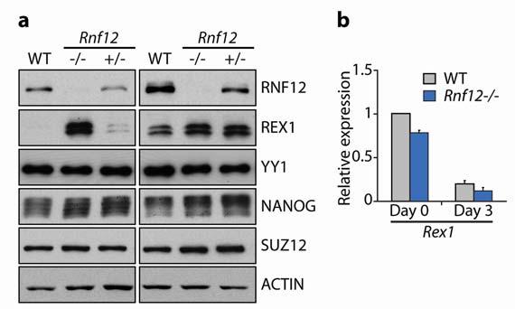RESEARCH SUPPLEMENTARY INFORMATION Supplementary Figure 6 RNF12 and REX1 protein levels show a reciprocal correlation.