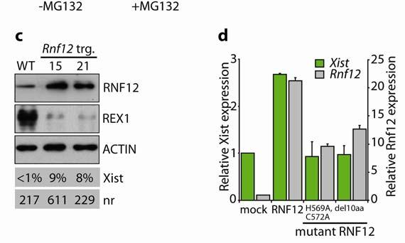 ACTIN was used as a loading control. b, WT and Rnf12-/- female ESCs have a similar Rex1 mrna level.