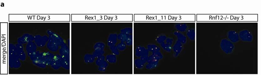 RESEARCH Supplementary Figure 9 Xist and Tsix expression in wild type and REX1-