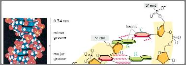 of DNA Hydrogen bonding between bases of DNA ( + ) ( - )