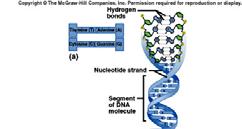 Structure of Genetic Information - Review two polynucleotide chains hydrogen bonds