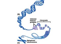 DNA wrapped about histones forms chromosomes Figure from: Hole s Human A&P, 12 th
