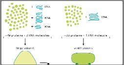 rrna Molecules Ribosomal RNA (rrna) provides structure and enzyme activity for ribosomes