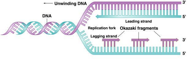 Direction of Replication The enzyme helicase unwinds several sections of parent DNA At each open DNA section, called a replication fork, DNA polymerase catalyzes the formation of 5-3 ester bonds of