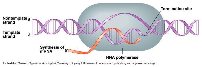 RNA Polymerase During transcription, RNA polymerase moves along the DNA template in the 3-5