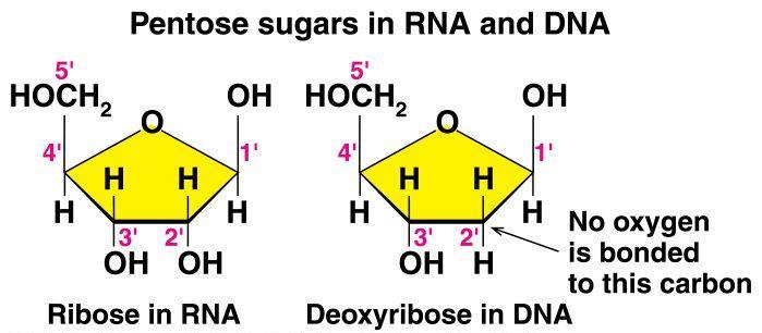 Pentose Sugars There are two related pentose sugars: - RNA contains ribose - DNA contains deoxyribose