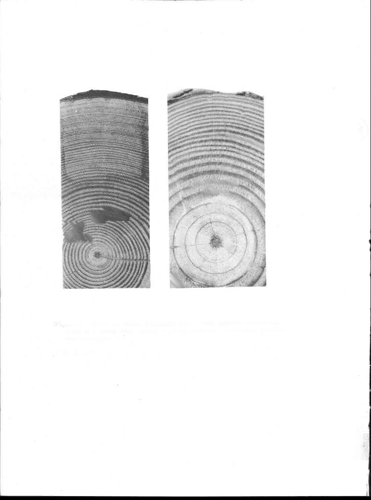 Figure 2. --Cross sections of longleaf pine.