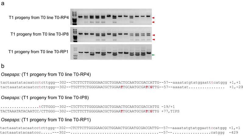Supplementary Figure 8. Genotypes of the T 1 progeny from the T 0 plants with point mutations and exon 2 deletion. (a) PCR/RE assay of the T 1 progeny from T0-RP4, T0-IP8 and T0-RP1.