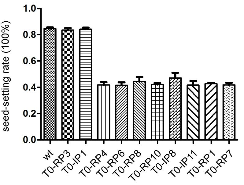 SUPPLEMENTARY INFORMATION Supplementary Figure 9. The seed-setting rates of the T 0 mutant plants.