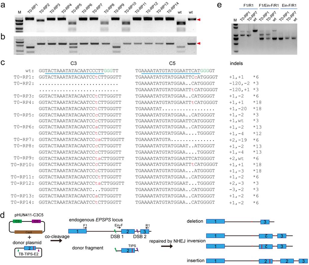 SUPPLEMENTARY INFORMATION Supplementary Figure 4. Outcome of PCR/RE assays to detect C3 and C5 sgrnainduced mutations.