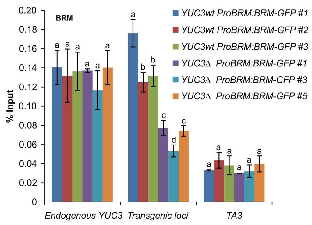Supplementary Figure 10 The CTCTGYTY motif contributes to the recruitment of BRM. For the full sequence of the transgene, see Supplementary Figure 9.
