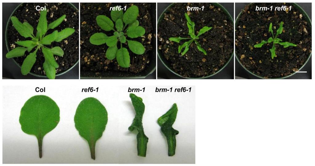 Supplementary Figure 12 Phenotypes of Col, ref6-1, brm-1, and brm-1 ref6-1 plants.