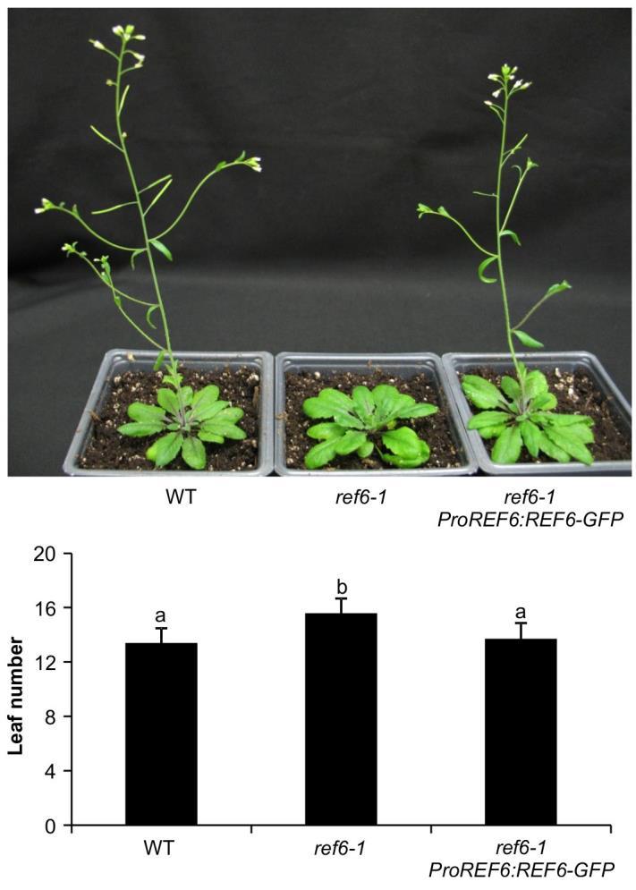 Supplementary Figure 2 pref6::ref6-gfp complements ref6-1 phenotypes. Rosette leaf number was counted at bolting.