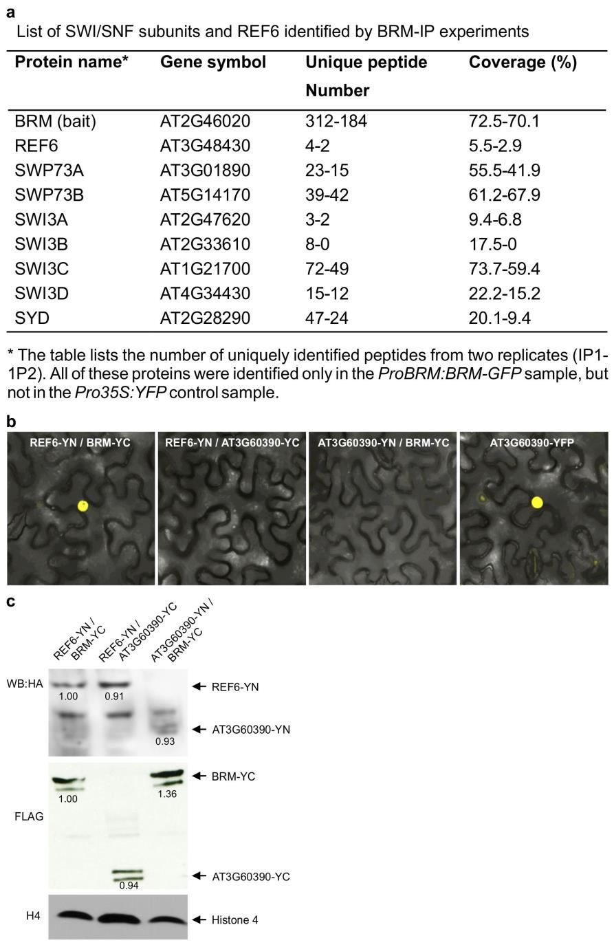 Supplementary Figure 8 REF6 physically interacts with BRM. (a) A list of peptides from SWI/SNF subunits and REF6 identified in the BRM-GFP IP MS experiments.