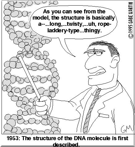 Discovery of the structure of DNA Many scientists contributed to determining