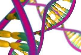 modified DNA