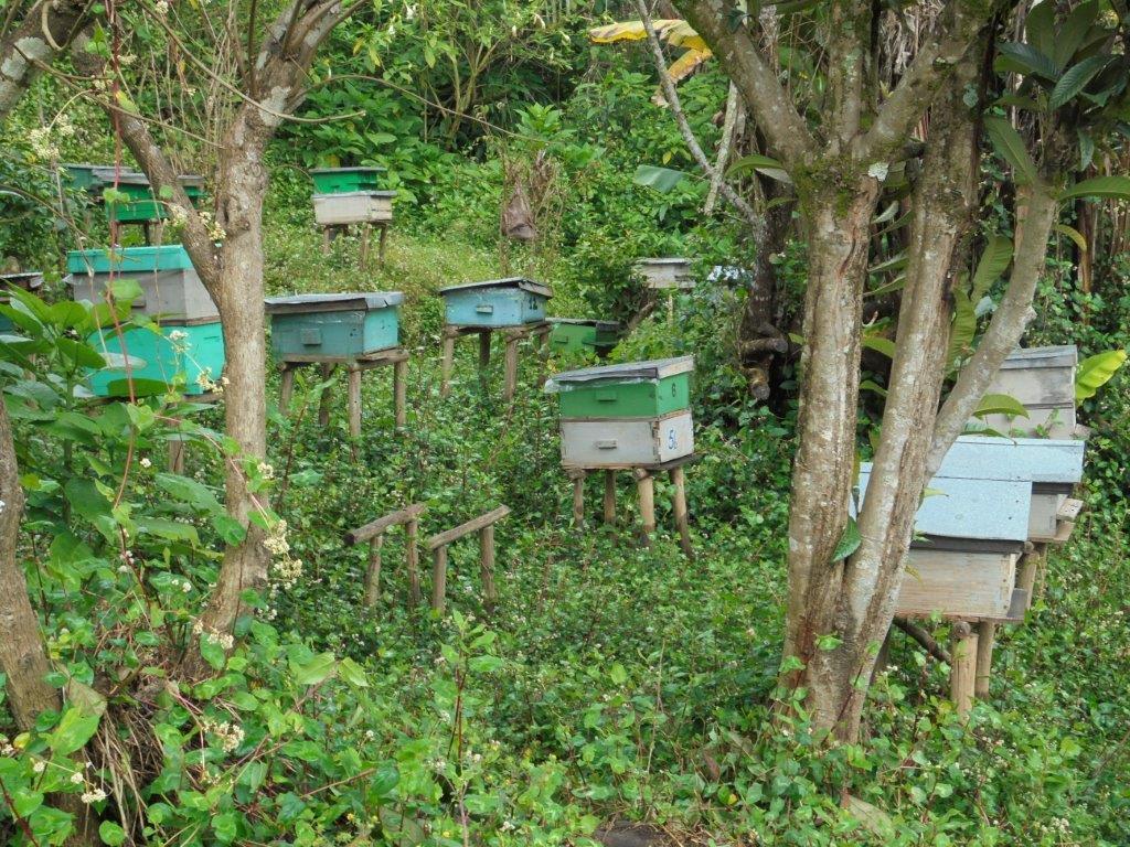 Opportunities Besides the challenges mentioned below, the main opportunities for beekeeping development in those countries are: Huge potential (local honeybee races and forages) to increase honey;