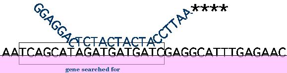 related organisms DNA probe is labeled with