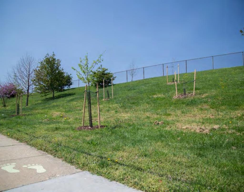Urban Forestry Partnership Project Scope: MPA partnership with Bluewater