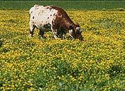 Vitamin Deficiencies Livestock become deficient in vitamins A, D, and E if they do not have green feeds for more than 90 days