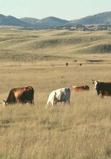 Herd Management Decisions Use best paddocks for nursing and reproductive stock Reduce stock numbers and stocking rates