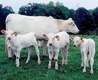 Cow Management During Droughts Graze pregnant and nursing animals on better quality pastures Lactation