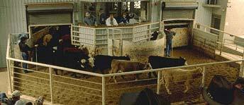 Sell Livestock Early Selling at the onset of a drought lets you get a higher price than if you sold later Selling early saves costs