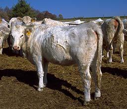 Sell Livestock Selectively Sell these animals first Yearling stockers Open cows Low or poor
