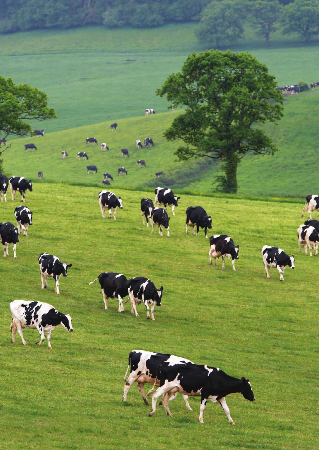 PROTECTING ANIMAL AND PLANT HEALTH The UK has a comparative advantage in livestock and crop production, in part due to our unique maritime climate. But our potential is threatened.