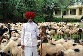 India : 19 th Livestock Census-2012 Livestock