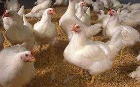 2007 : 649 million Poultry