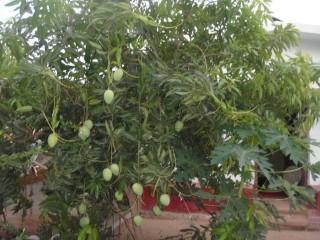Vegetables and Fruits grown in Model Organic Farm The main purpose of the organic centre is to promote proper