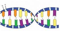 DNA replication makes an exact copy of the genetic material, which will be passed on to each daughter cell during mitosis.