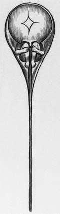 Aristotle, Darwin Homunculus little person in sperm (Leeuwenhoek ), woman