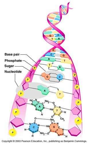 DNA Structure Double helix Paired strands are linked by bases Adenine ( A )